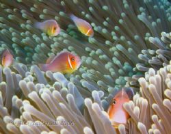 Pink Anenomefish Family seen in Yap
Cute !! by Alex Tattersall 